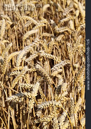 
                Grain, Wheat Field                   