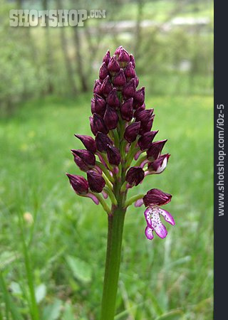 
                Lady Orchid                   