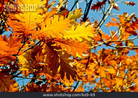 
                Herbstlaub, Eichenblatt                   