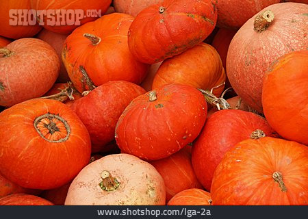 
                Squash, Ornamental Gourd                   