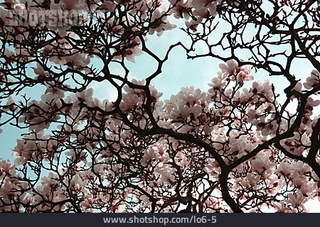 
                Magnolie, Magnolienbaum, Baumblüte                   