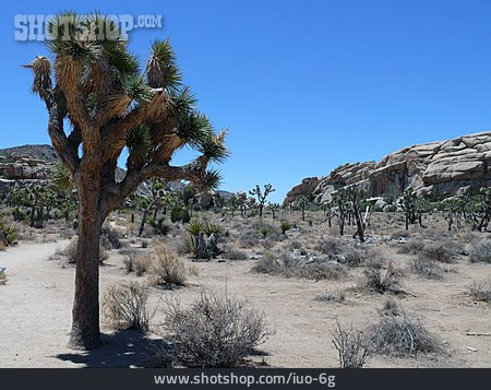 
                Mojave-wüste, Joshua Tree, Joshua Tree Nationalpark                   
