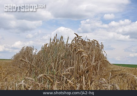 
                Weizenfeld, Getreideanbau                   