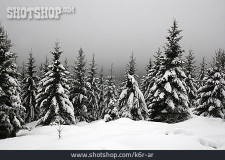 
                Nebel, Verschneit, Nadelwald                   