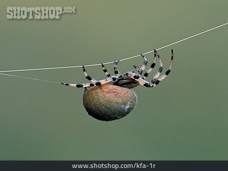 
                Spinne, Kreuzspinne                   