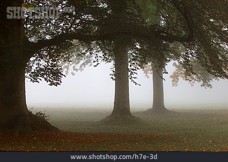
                Herbst, Nebel                   