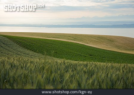 
                Feld, Getreideanbau                   