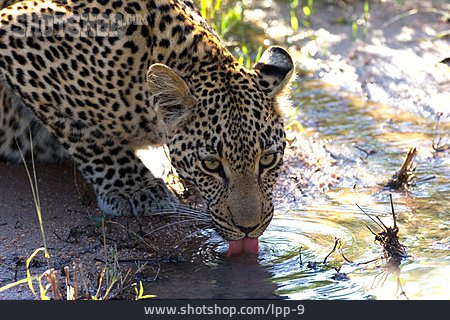 
                Trinken, Wasserstelle, Leopard                   