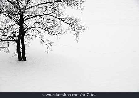 
                Baum, Winter, Verschneit                   