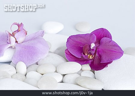 
                Kieselstein, Orchideenblüte                   
