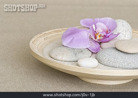 
                Kieselstein, Dekoration, Orchideenblüte                   