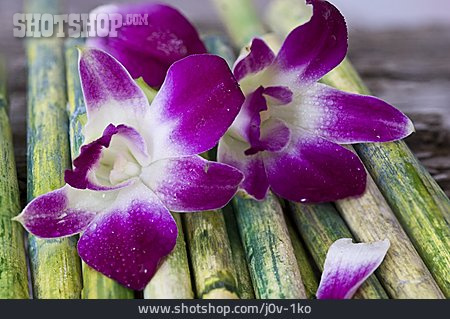 
                Orchideeblüte, Bambusrohr                   