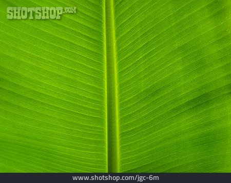 
                Blattader, Bananenblatt, Pflanzenblatt                   