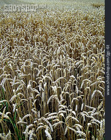 
                Getreide, Weizenfeld                   