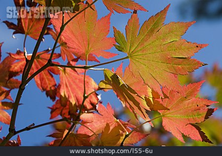 
                Herbst, Zweig, Ahorn, Blattfärbung                   