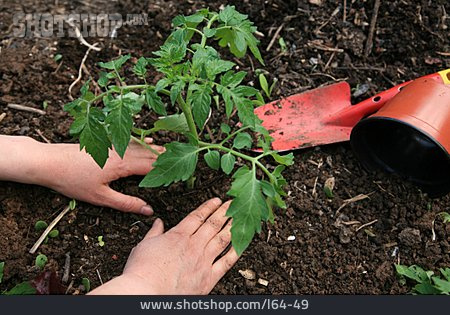 
                Gartenarbeit, Setzling, Einpflanzen                   