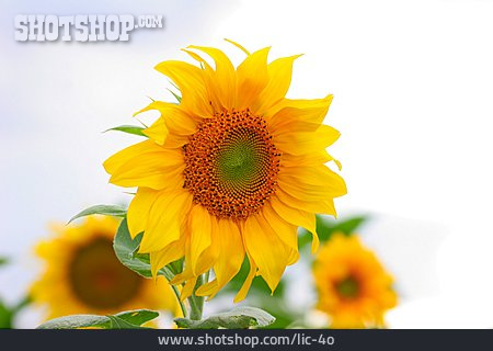 
                Sunflower                   