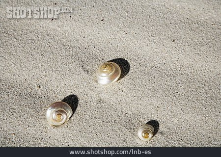 
                Sand, Schneckenhaus, Strandgut                   