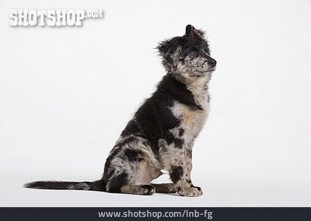 
                Hundewelpe, Australian Shepherd                   