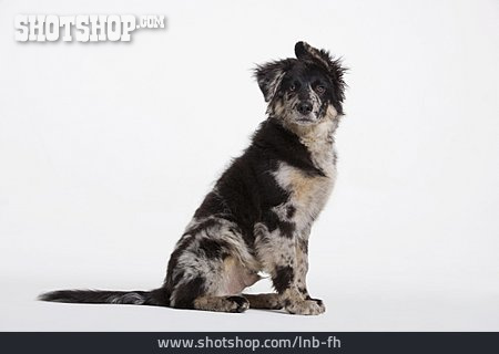 
                Hund, Hundewelpe, Australian Shepherd                   