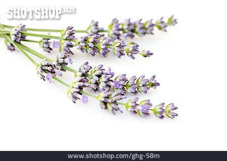 
                Lavendelzweig, Lavendel                   
