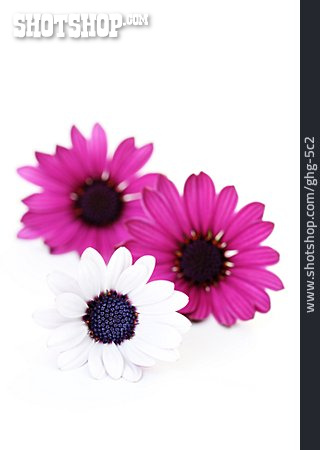 
                Blume, Blüte, Kapkörbchen                   