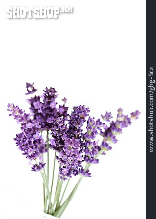 
                Lavendel, Lavendelblüte, Lavendelstrauß                   