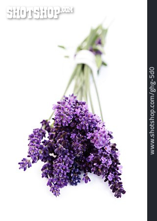 
                Lavendel, Lavendelstrauß                   