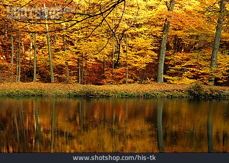 
                Herbst, Herbstwald, Herbstlandschaft                   