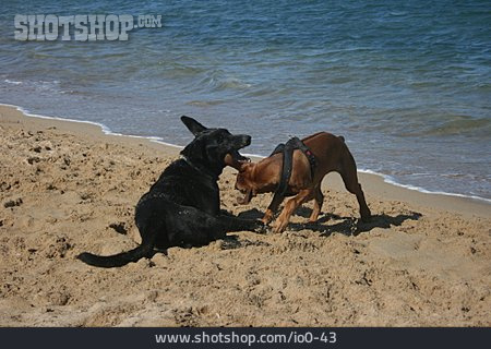 
                Strand, Verspielt, Hund, Hundestrand                   