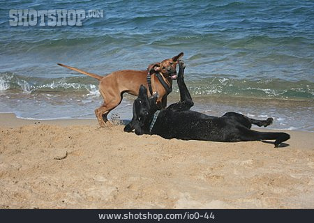 
                Strand, Verspielt, Hund, Hundestrand                   
