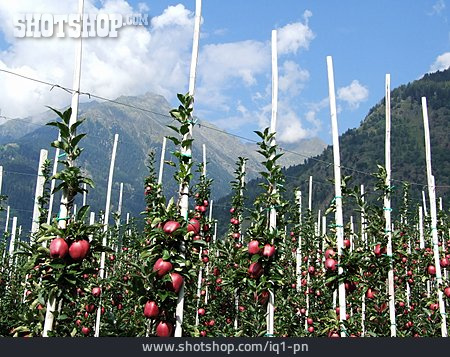 
                Südtirol, Obstanbau, Apfelplantage                   