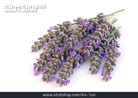 
                Lavendelzweig, Lavendel                   