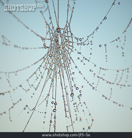 
                Spinnennetz, Tau                   