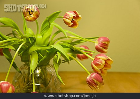 
                Tulpe, Blumenstrauß                   