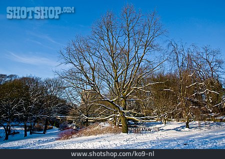
                Baum, Park, Winterlich                   