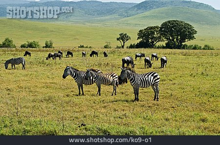
                Zebra, Steppenzebra, Zebraherde                   