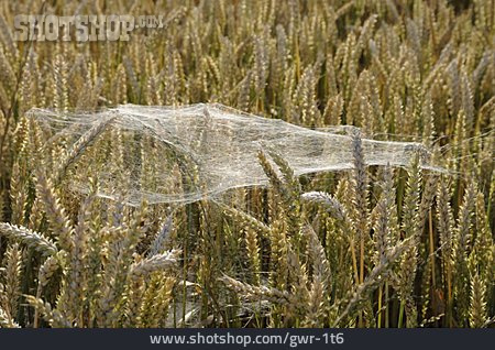 
                Spinnennetz, Weizen                   