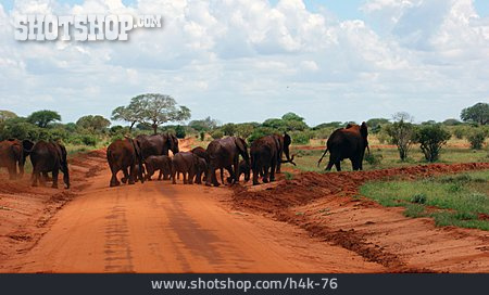 
                Elefantenherde, Afrikanischer Elefant                   