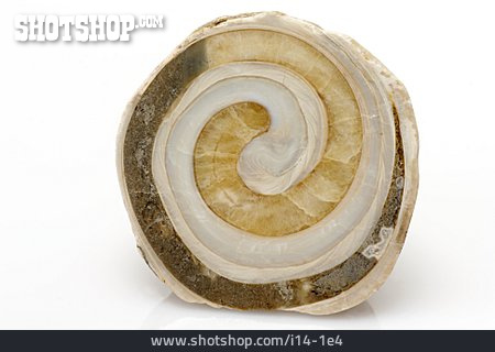 
                Fossil, Ammonit, Spiralförmig, Versteinerung                   