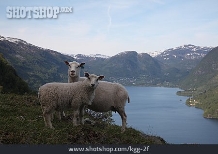 
                Schaf, Norwegen, Fjord                   