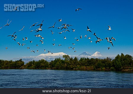
                Vogelschwarm, Pazifischer Feuerring, Kamtschatka Fluss                   
