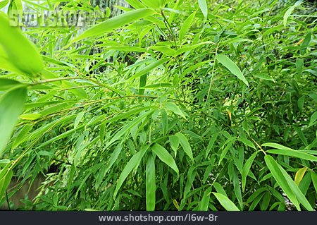 
                Bambus, Bambusblatt                   