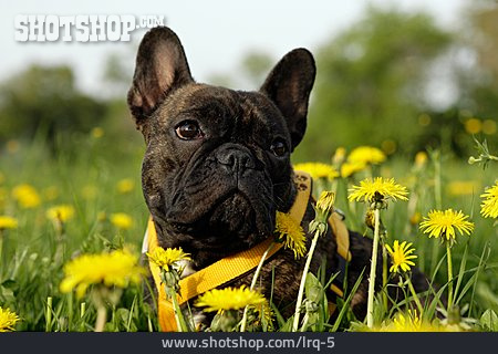 
                Blumenwiese, Französische Bulldogge                   