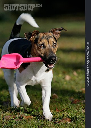 
                Hund, Apportieren, Jack Russel Terrier                   