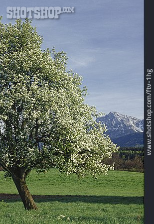 
                Frühling, Bayern, Obstblüte, Hochstaufen                   