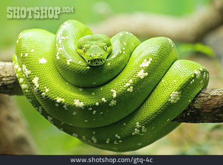 
                Python, Grüne Baumpython                   