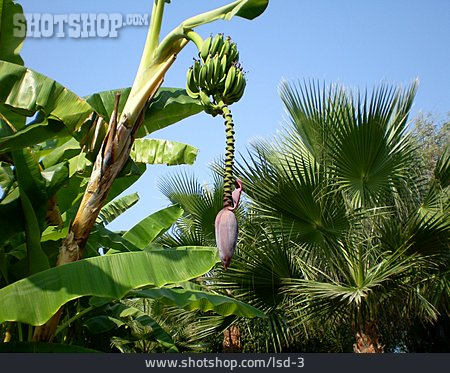 
                Bananenpflanze                   