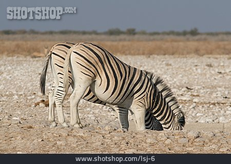 
                Tierpärchen, Zebra, Steppenzebra                   