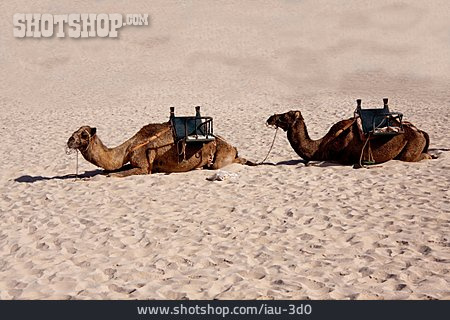 
                Kamel, Kamelreiten                   